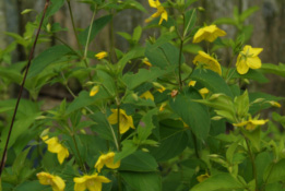 Lysimachia ciliata bestellen